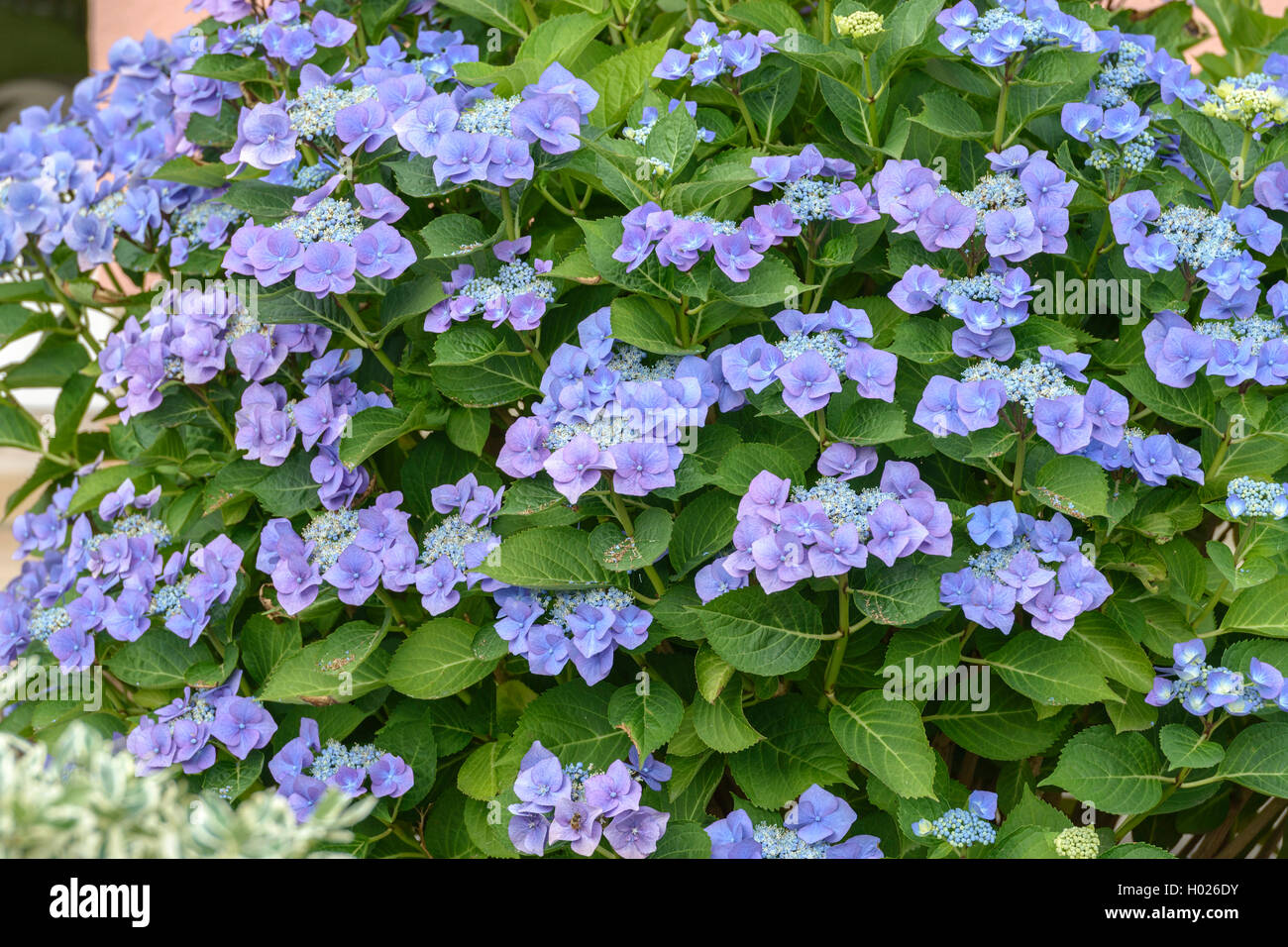 Garten Hortensien, spitze Kappe Hortensie (Hydrangea Macrophylla 'Blaumeise', Hydrangea macrophylla Blaumeise Blaumeise), Sorte, Deutschland Stockfoto