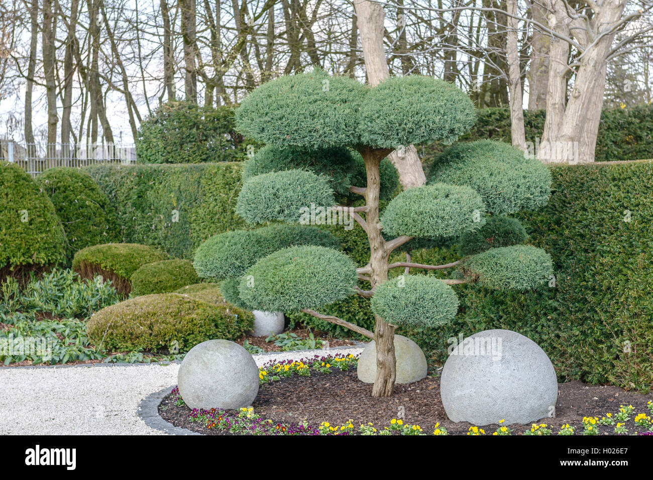 Amerikanische Juniper, Eastern Red Cedar (Juniperus virginiana "Hetz", Juniperus virginiana Hetz), Sorte Hetz Stockfoto