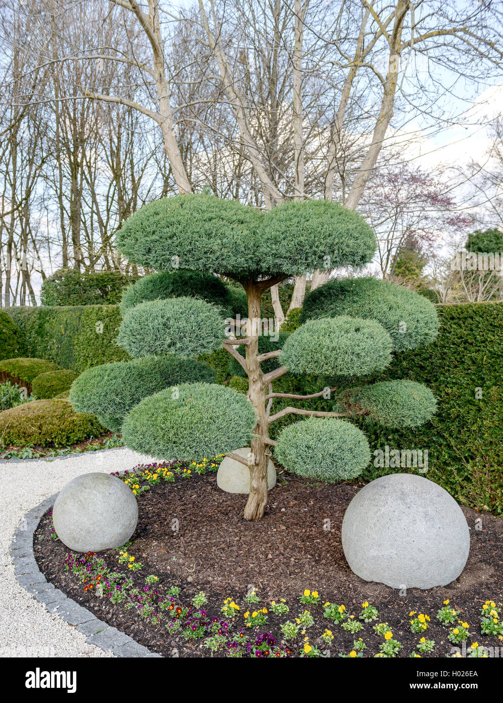 Amerikanische Juniper, Eastern Red Cedar (Juniperus virginiana "Hetz", Juniperus virginiana Hetz), Sorte Hetz Stockfoto