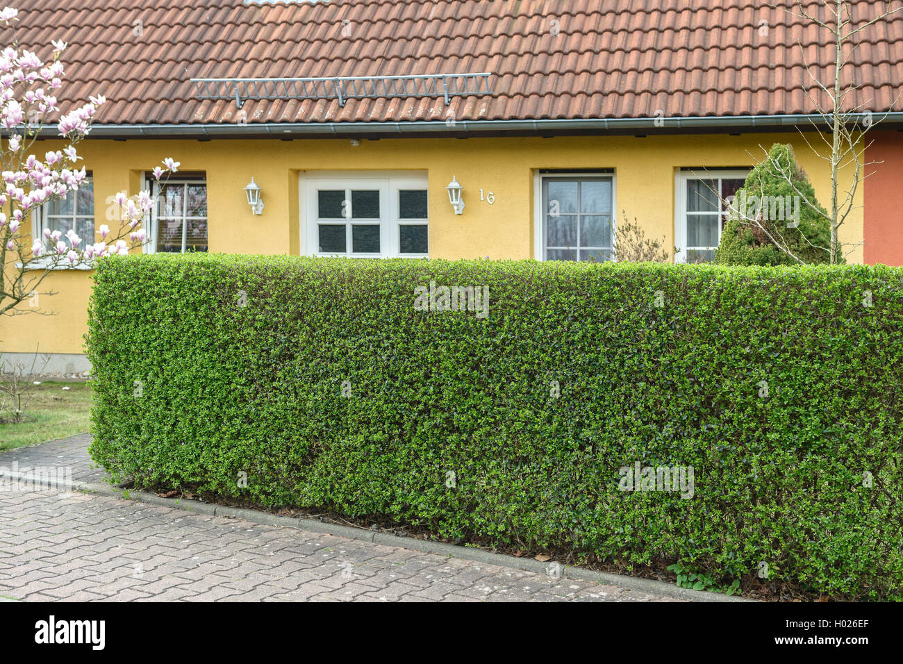 Gemeinsame Liguster, golden Liguster, Liguster, Prim, Europäischen Liguster (Ligustrum vulgare 'Atrovirens', Ligustrum vulgare Atrovirens), Sorte Atrovirens als Absicherung, Deutschland Stockfoto