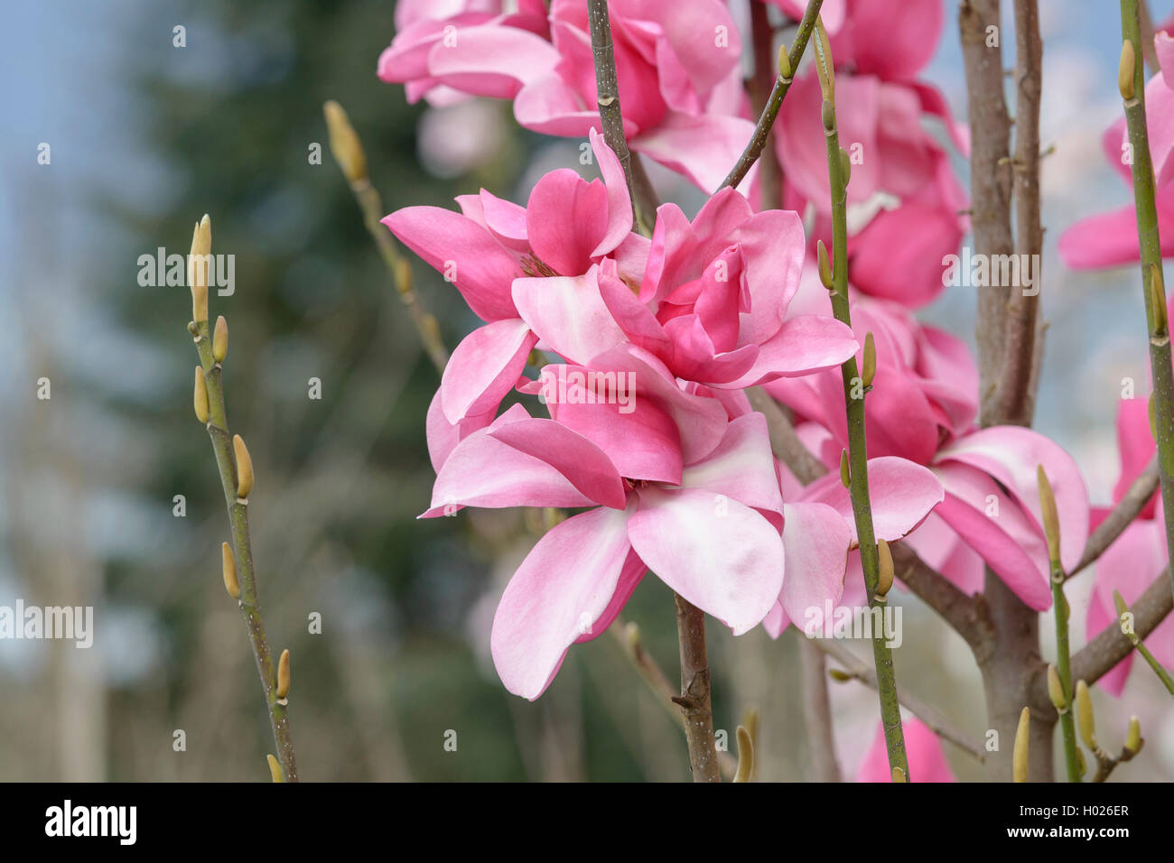 Magnolia (Magnolia 'Aurora', Magnolia Aurora), Sorte Aurora Stockfoto