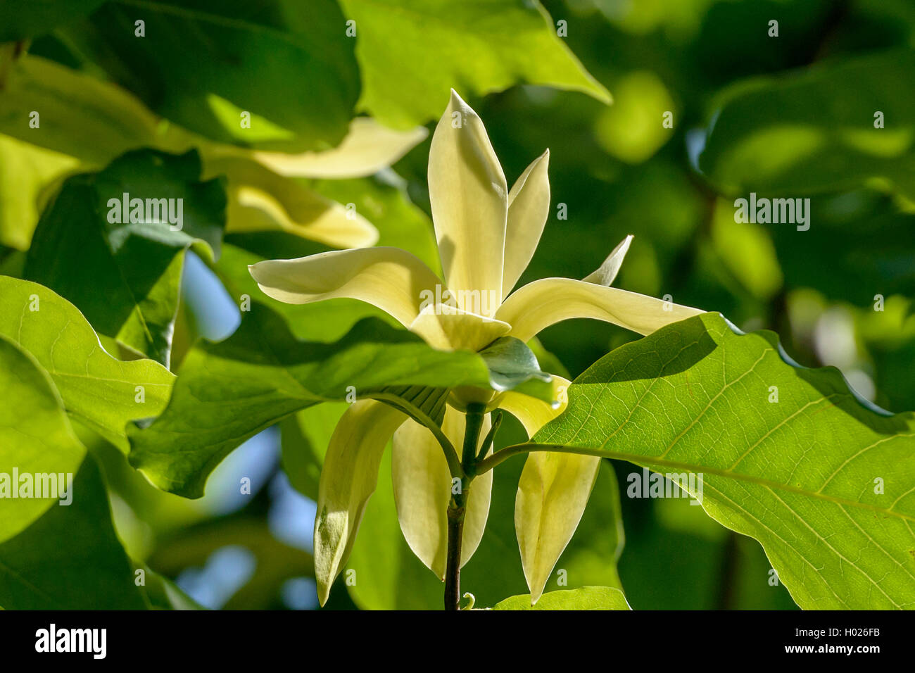 Magnolia (Magnolia 'Gold Crown', Magnolia Gold Crown), Sorte Gold Crown Stockfoto