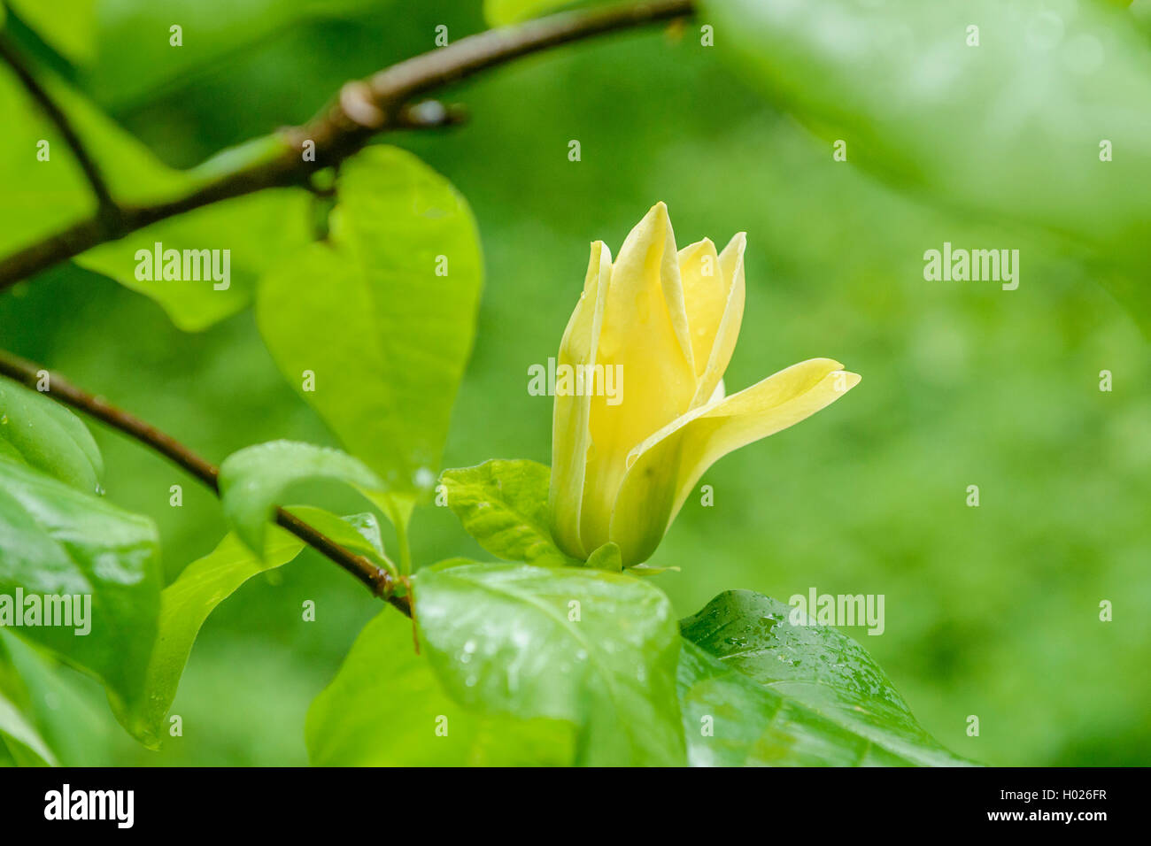 Magnolia (Magnolia x brooklynensis 'Yellow Bird', Magnolia x brooklynensis Yellow Bird), Sorte Yellow Bird Stockfoto