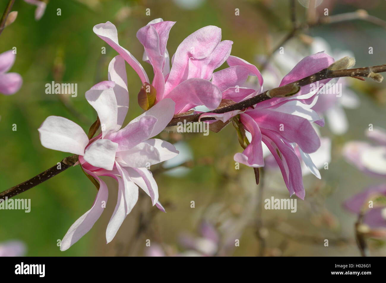 Magnolia (Magnolia x loebneri 'Leonard Messel', Magnolia x loebneri Leonard Messel), Sorte Leonard Messel Stockfoto