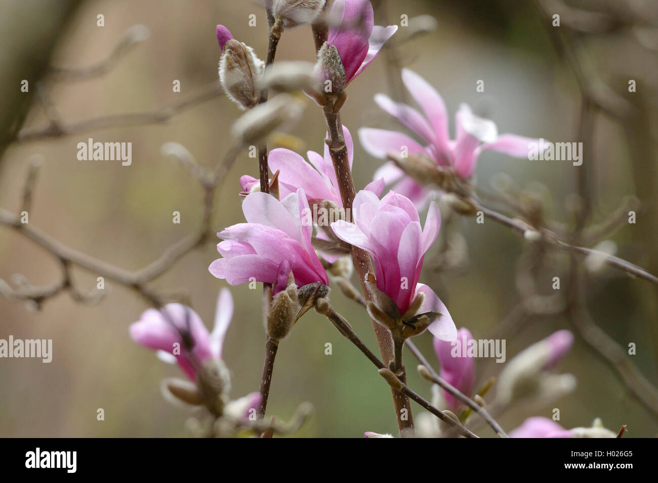 Magnolia (Magnolia x loebneri 'Leonard Messel', Magnolia x loebneri Leonard Messel), Sorte Leonard Messel Stockfoto