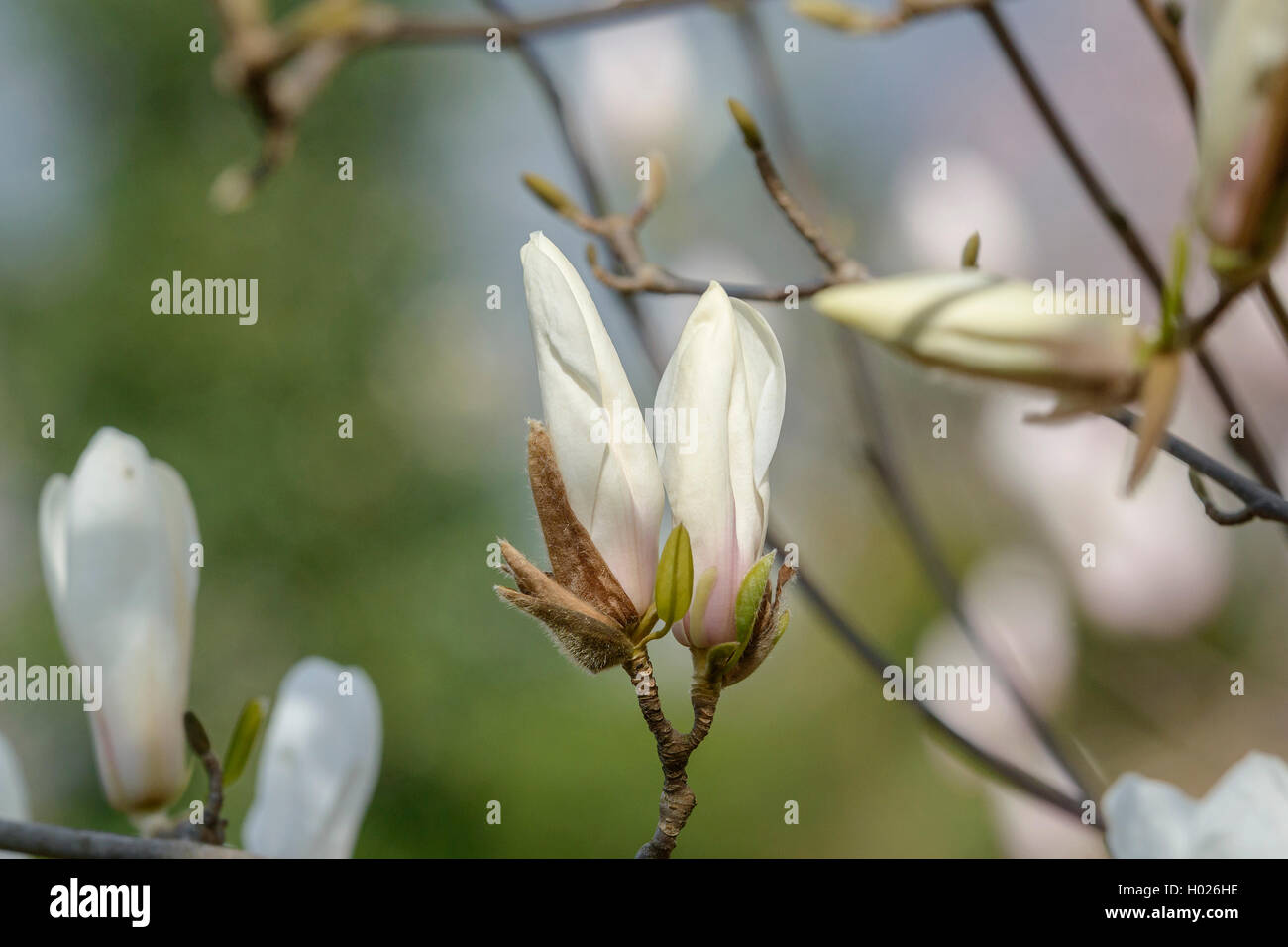 Magnolia (Magnolia cylindrica), Knospen Stockfoto