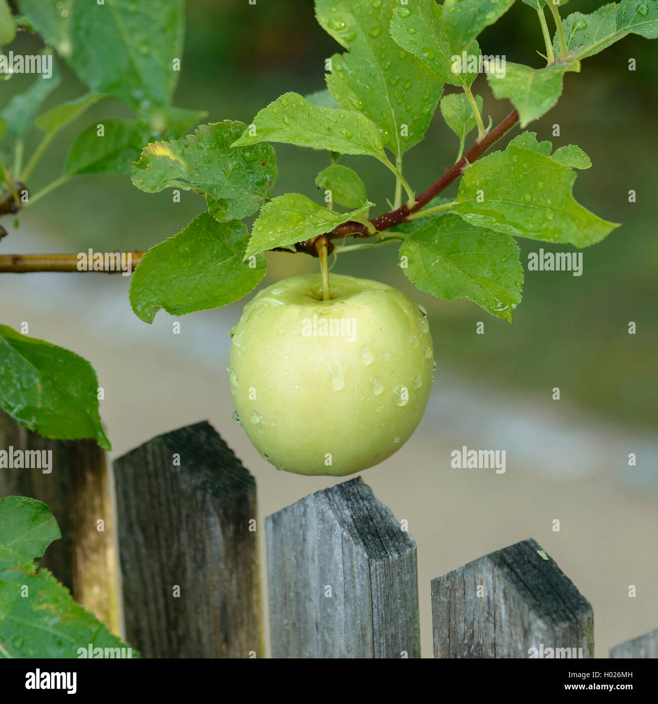 Apfel (Malus Domestica 'Luna', Malus Domestica Luna), Sorte Luna Stockfoto