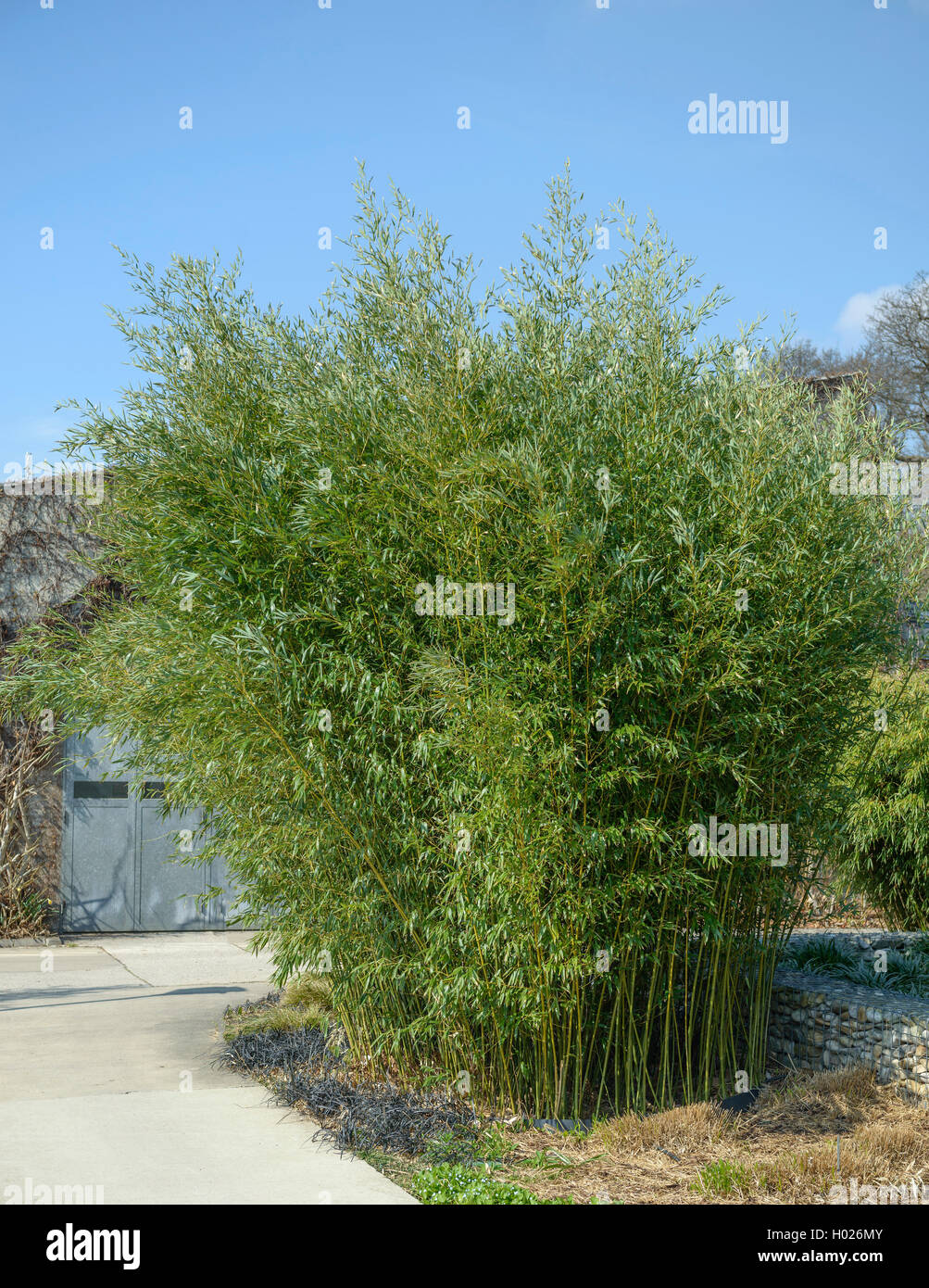 Bambus (Phyllostachys bissetii) Stockfoto