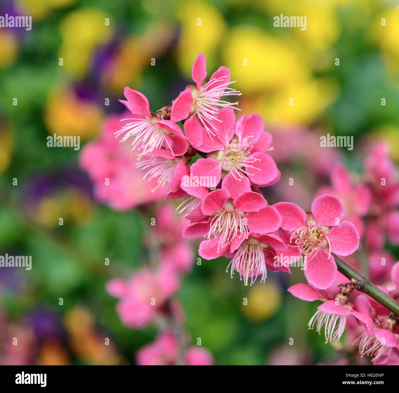 Japanische Aprikose (Prunus japanische Aprikose 'Beni-chi-dori', Prunus japanische Aprikose Beni-chi-dori), Sorte Beni-chi-dori Stockfoto