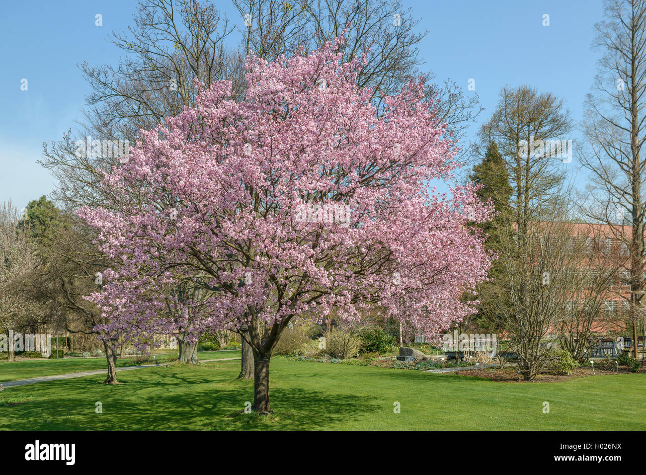 Sargent Kirsche, Sargent Cherry (Prunus Sargentii), blühen in einem Park Stockfoto