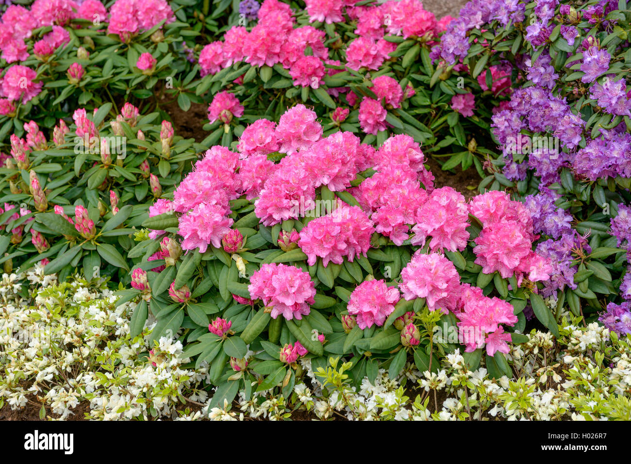 Catawba Rhododendron, Catawba Rose Bay (Rhododendron catawbiense 'Catharine Van Tol', Rhododendron catawbiense Catharine Van Tol), Sorte Catharine Van Tol Stockfoto