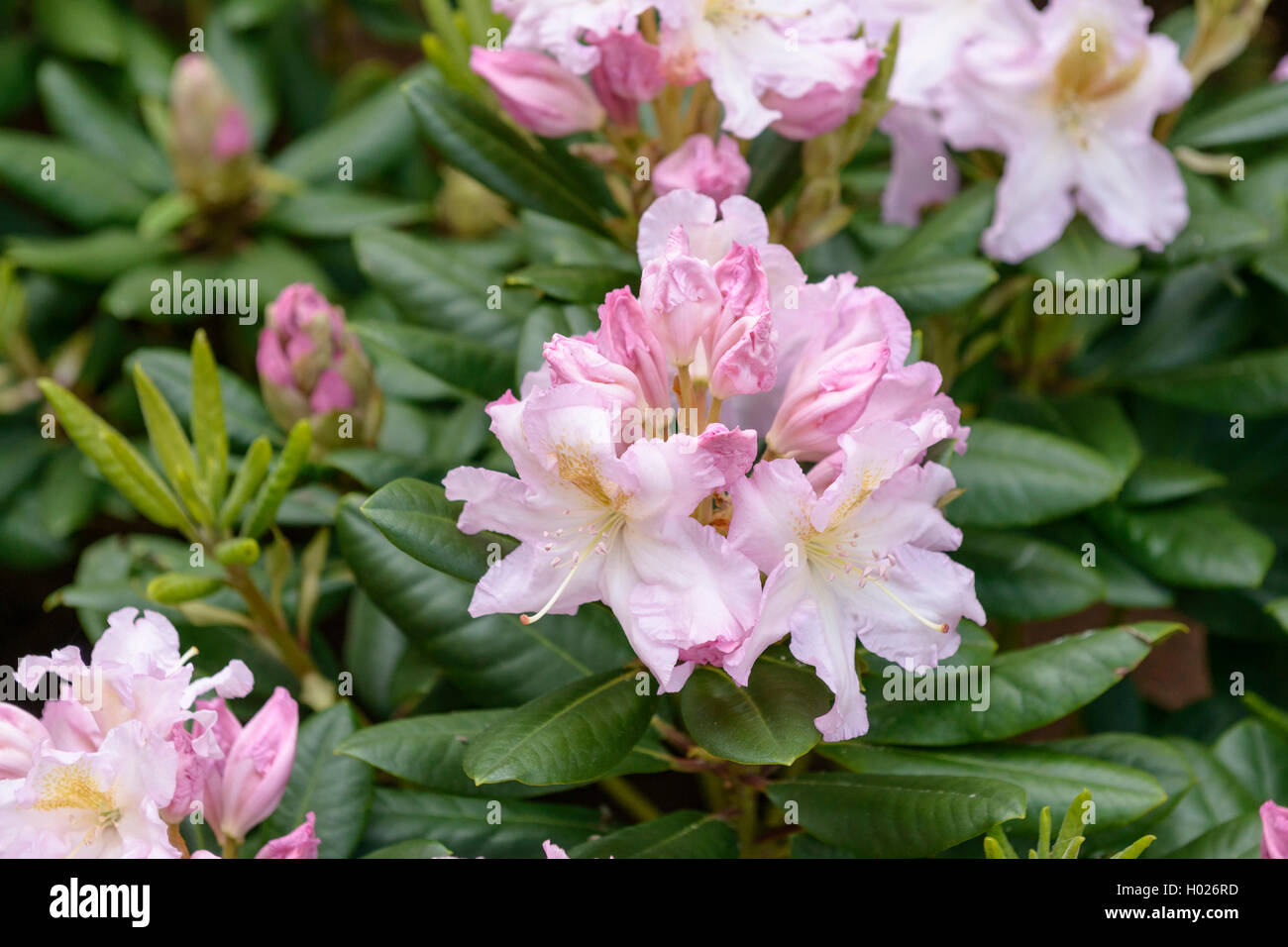 Catawba Rhododendron, Catawba Rose Bay (Rhododendron catawbiense' Janet Blair", Rhododendron catawbiense Janet Blair), Sorte Janet Blair Stockfoto