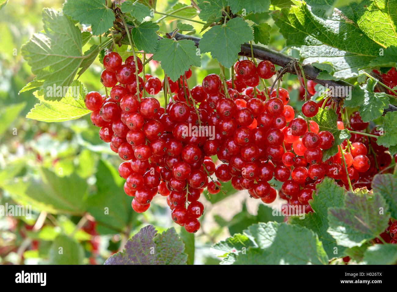 Nördliche Rote Johannisbeere (Ribes rubrum 'Rolan' Ribes rubrum Rolan), Sorte Rolan Stockfoto