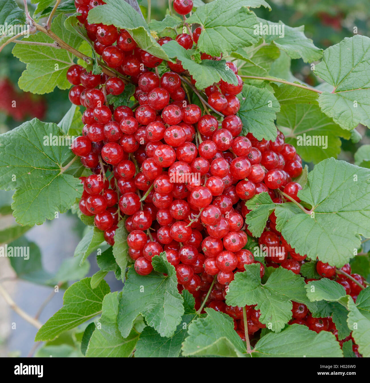 nördliche rote Johannisbeere (Ribes Rubrum 'Rotet', Ribes Rubrum Rotet), Sorte Rotet Stockfoto