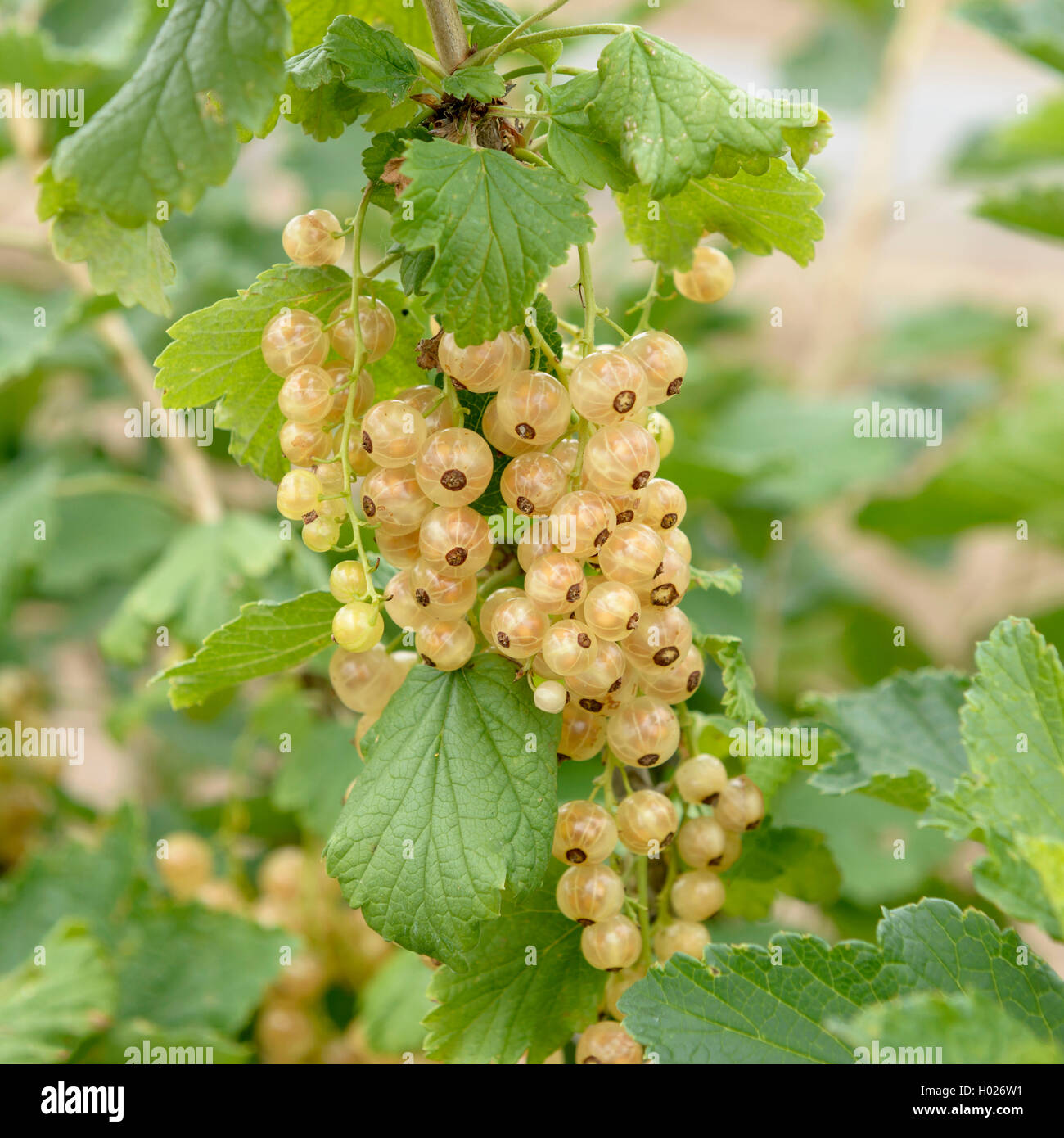 Nördliche Rote Johannisbeere (Ribes rubrum 'Werdavia', Ribes rubrum Werdavia), Sorte Werdavia Stockfoto
