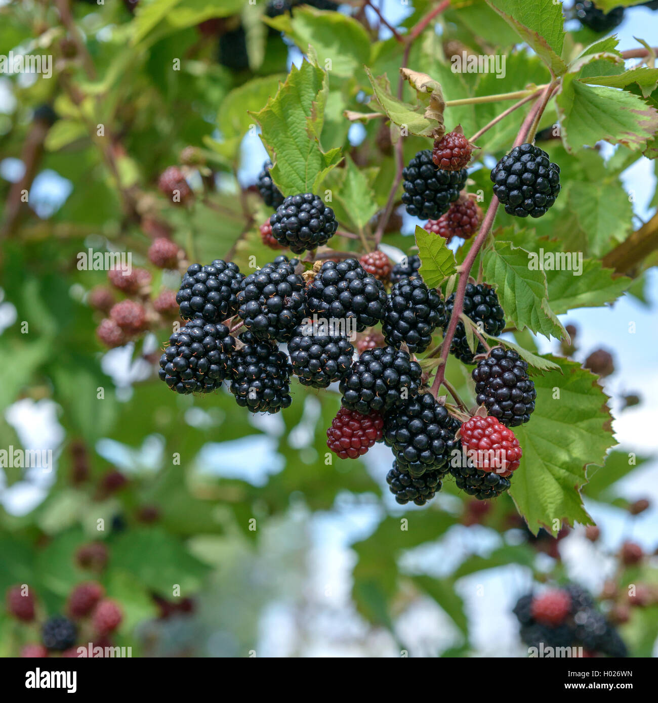 Strauchigen Black (Rubus fruticosus 'Loch Tay, Rubus fruticosus 'Loch Tay), Sorte Loch Tay, Deutschland, Sachsen Stockfoto