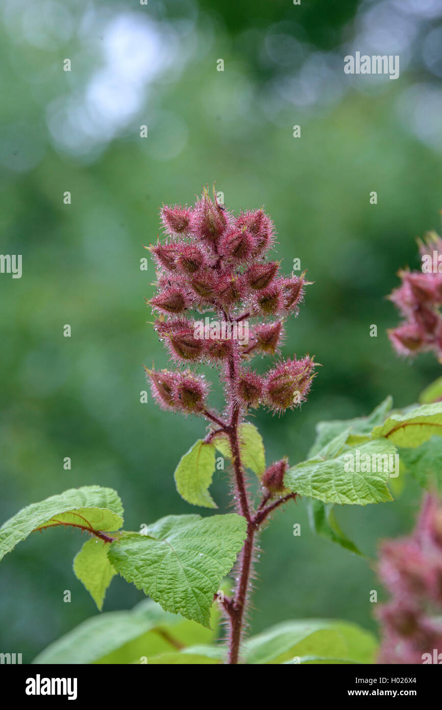 Wein, wineberry Himbeere (Rubus phoenicolasius), Blütenstand Stockfoto