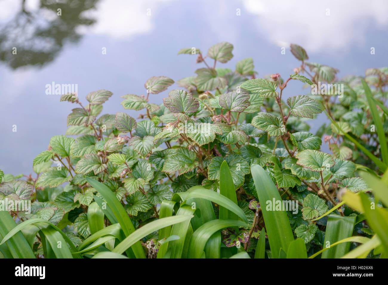 Chinesische Brombeere (Rubus tricolor), Vereinigtes Königreich, England Stockfoto