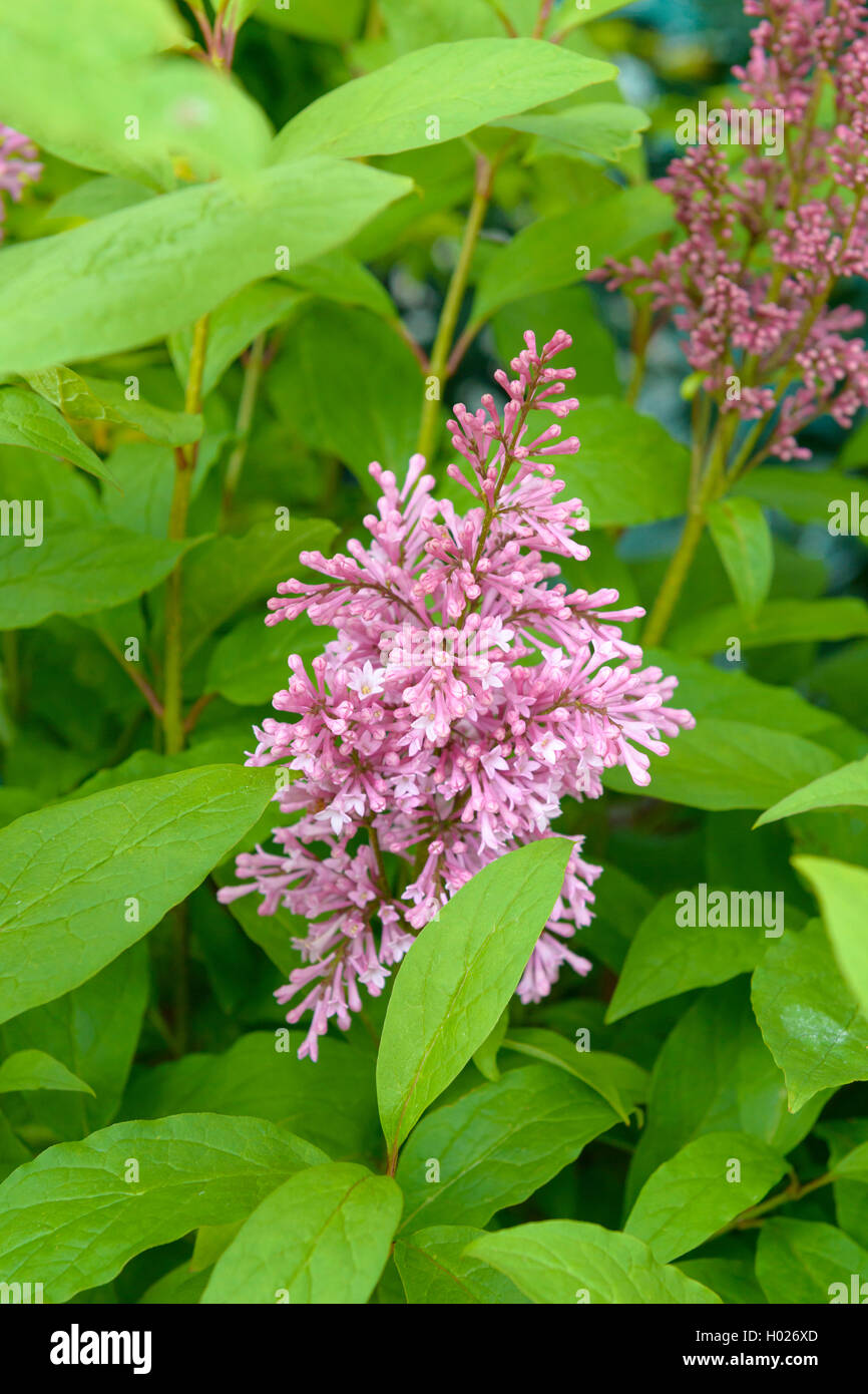 Fliedersorten Bilder: Eintauchen in die Welt der Fliederpracht