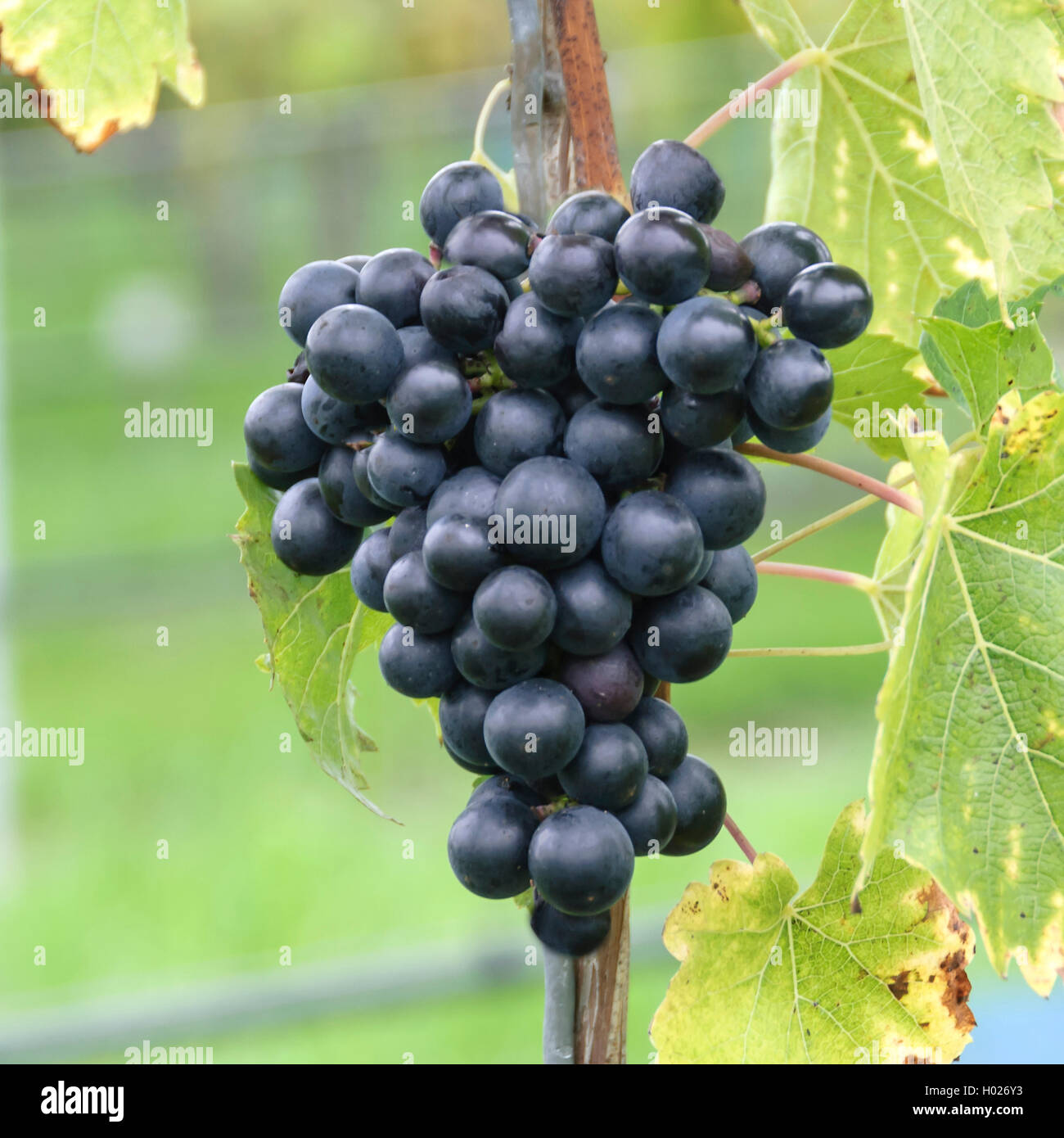 Rebe, Rebe (Vitis vinifera 'Muscat Bleu', Vitis vinifera Muscat Bleu), Sorte Muscat Bleu, Deutschland, Bayern Stockfoto