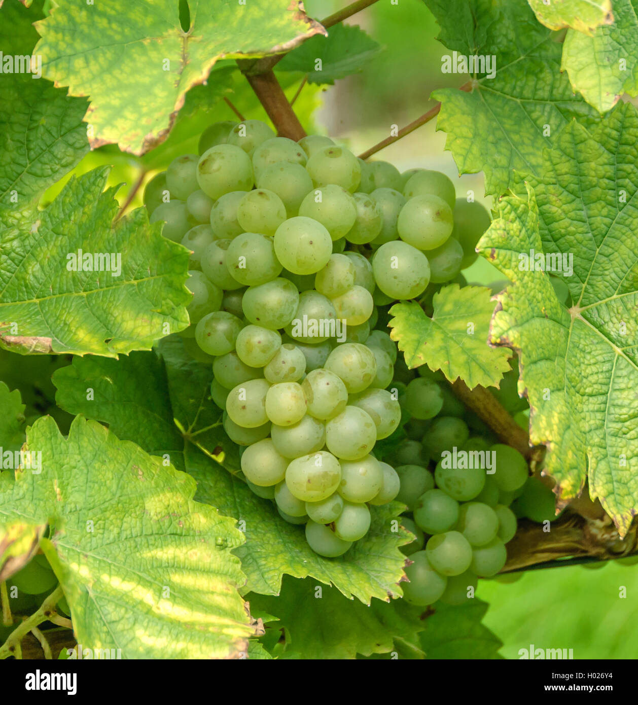 Rebe, Rebe (Vitis vinifera 'Weisser Elbling", Vitis vinifera Weisser Elbling), Sorte Weisser Elbling, Deutschland, Sachsen Stockfoto