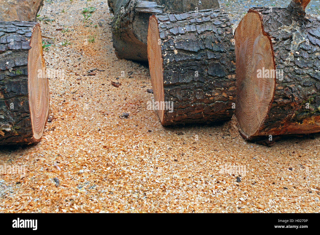 Stamm Holz gesägt, Deutschland Stockfoto