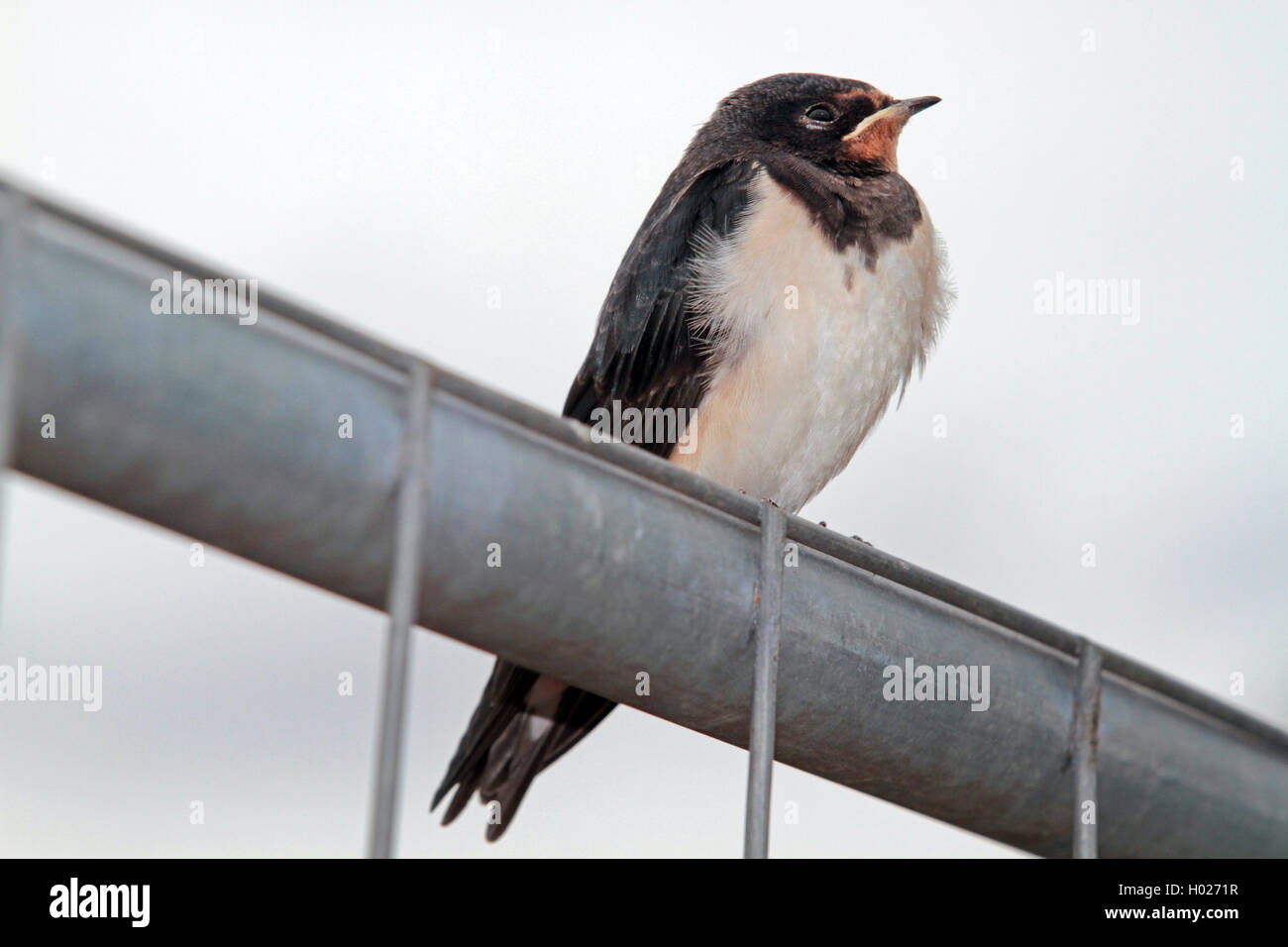 Common house Martin (Delichon urbica), jungen Vogel auf einem Metallzaun, Seitenansicht, Deutschland Stockfoto