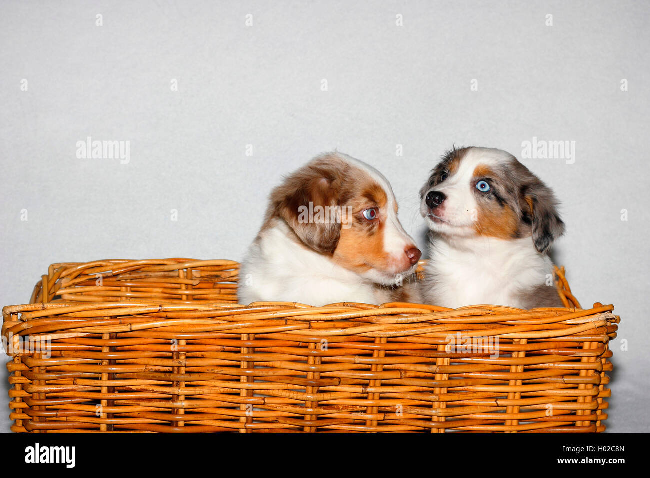 Miniatur Australian Shepherd, Mini Aussie, Mini Aussie (Canis Lupus F. Familiaris), Zwei Mini Aussie-Welpen, 6 Wochen Im Korb Stockfoto