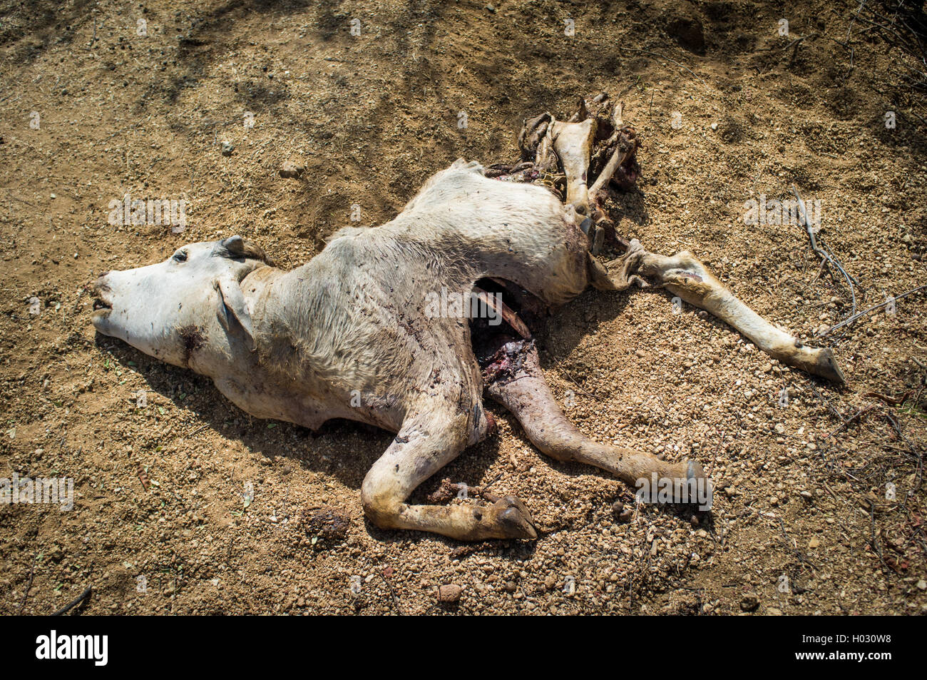 Leiche des Kalbes auf Boden nach Leoparden töten. Stockfoto