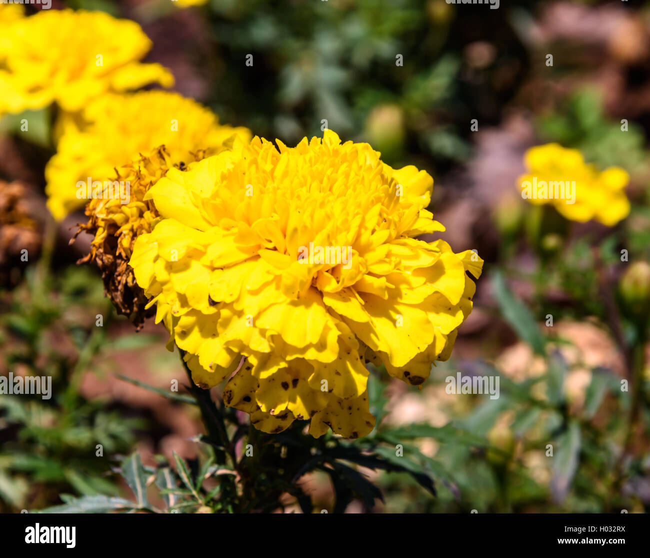 Afrikanische Ringelblume Stockfoto