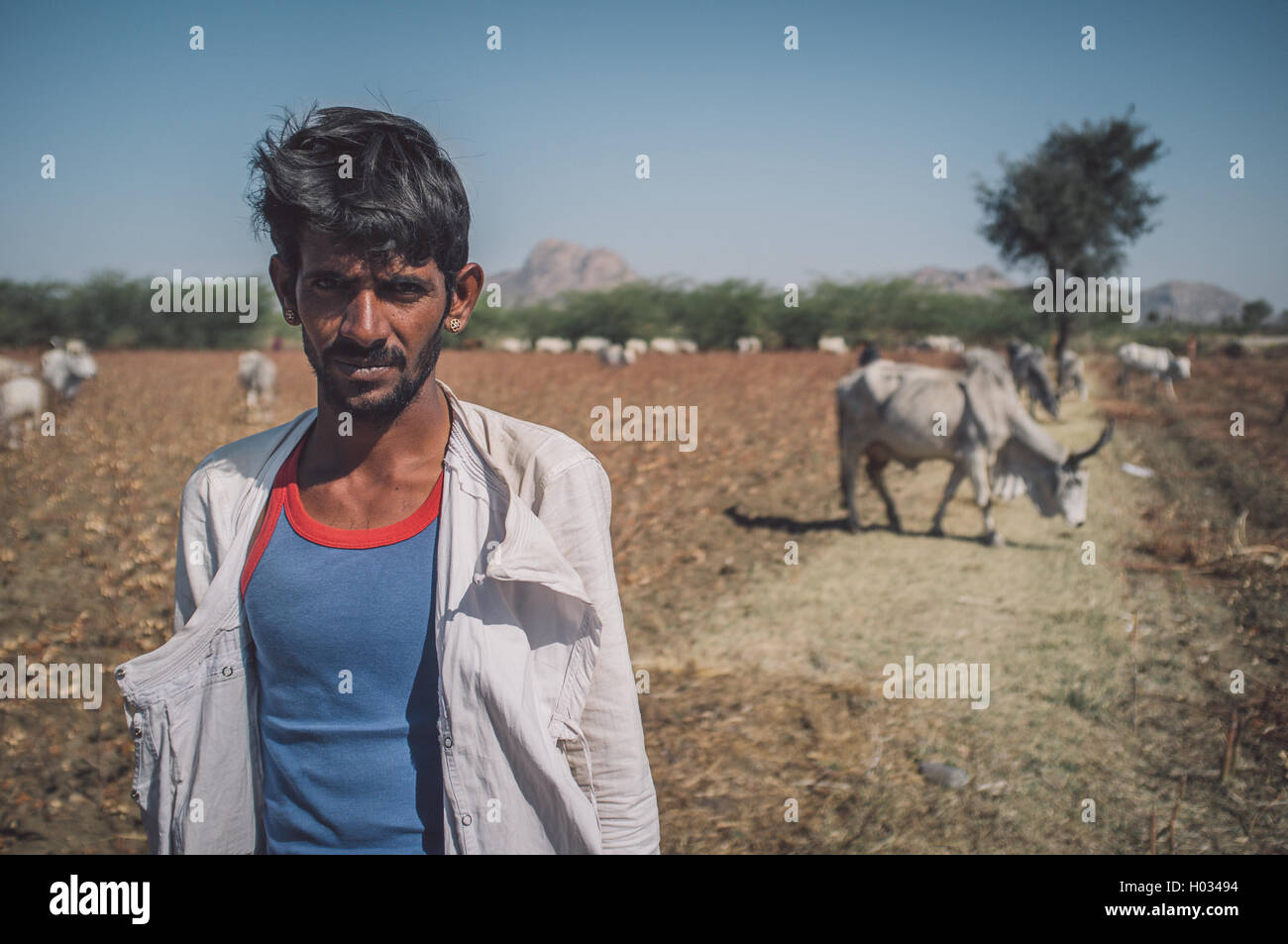 GODWAR REGION, Indien - 14. Februar 2015: Young Rabari Stammesangehörige mit keinen Turban steht im Feld mit Rindern. Nachbearbeitet mit Stockfoto