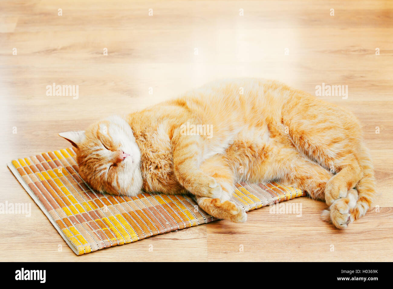 Friedliche Orange Rot Tabby Katze Kitten männlich zusammengerollt schläft In seinem Bett auf Laminatboden. Stockfoto