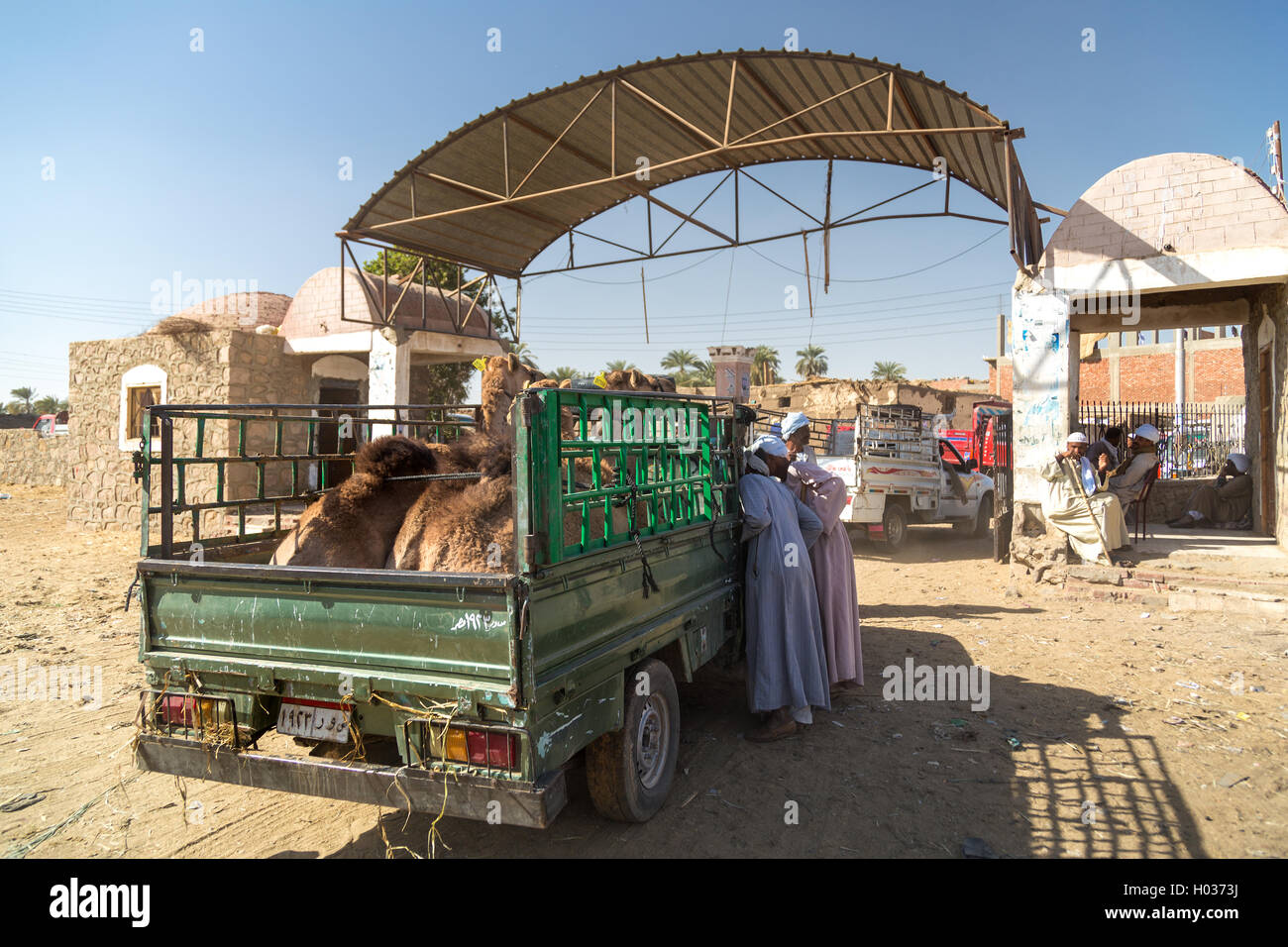 DARAW, Ägypten - 6. Februar 2016: Kamele geladen auf der Rückseite des LKW am Kamelmarkt. Stockfoto