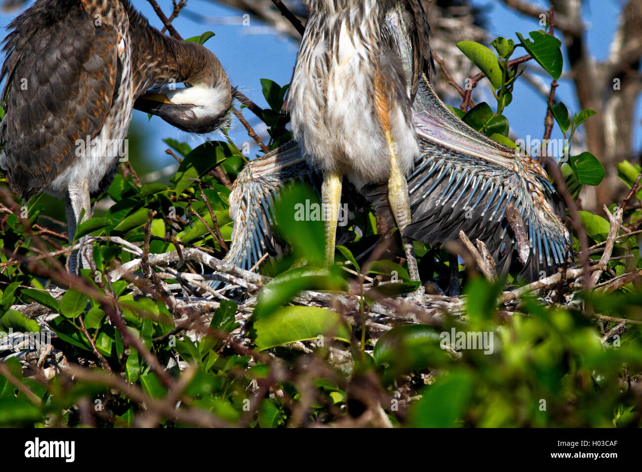 Great Blue Heron Küken in Flügel ausgebreitet Haltung zeigt seine Sekundär- und Pin-Federn in Reihen unfurling aus ihren Hüllen. Stockfoto