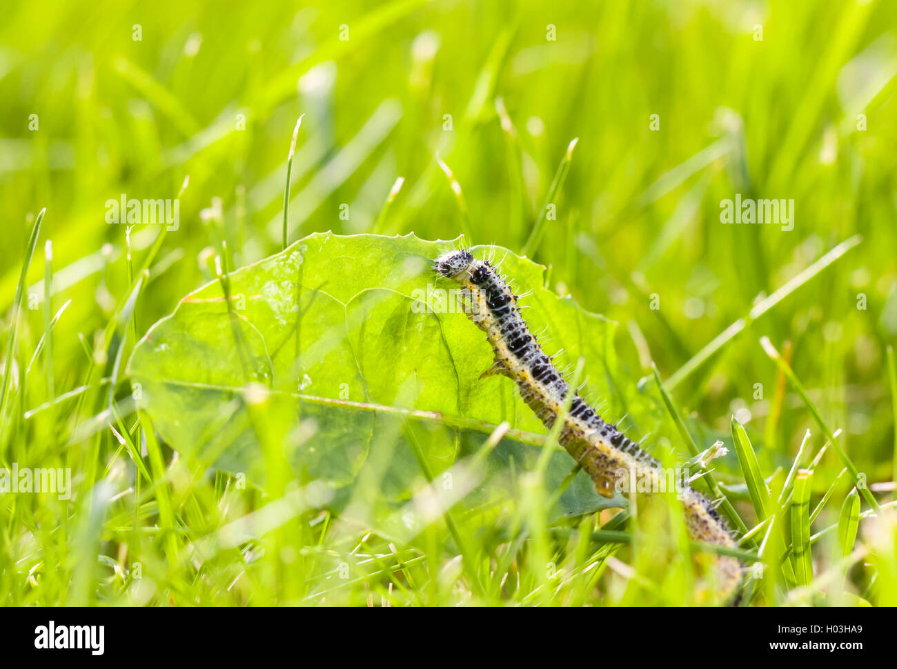 Wurm des schmetterlings Fotos und Bildmaterial in hoher Auflösung Alamy