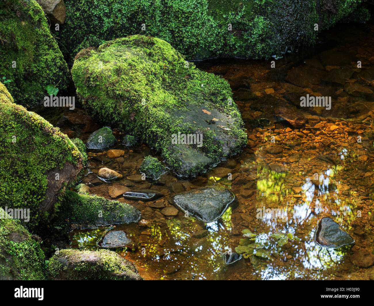 Bemoosten Felsen in Hebers Ghyll Ilkley West Yorkshire England Stockfoto