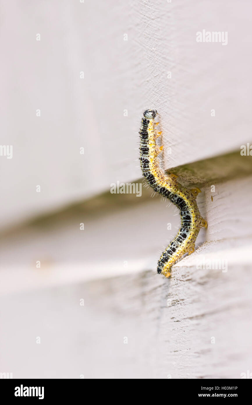 Nahaufnahme des gelben Schmetterling Larven Klettern an einer Holzwand Stockfoto