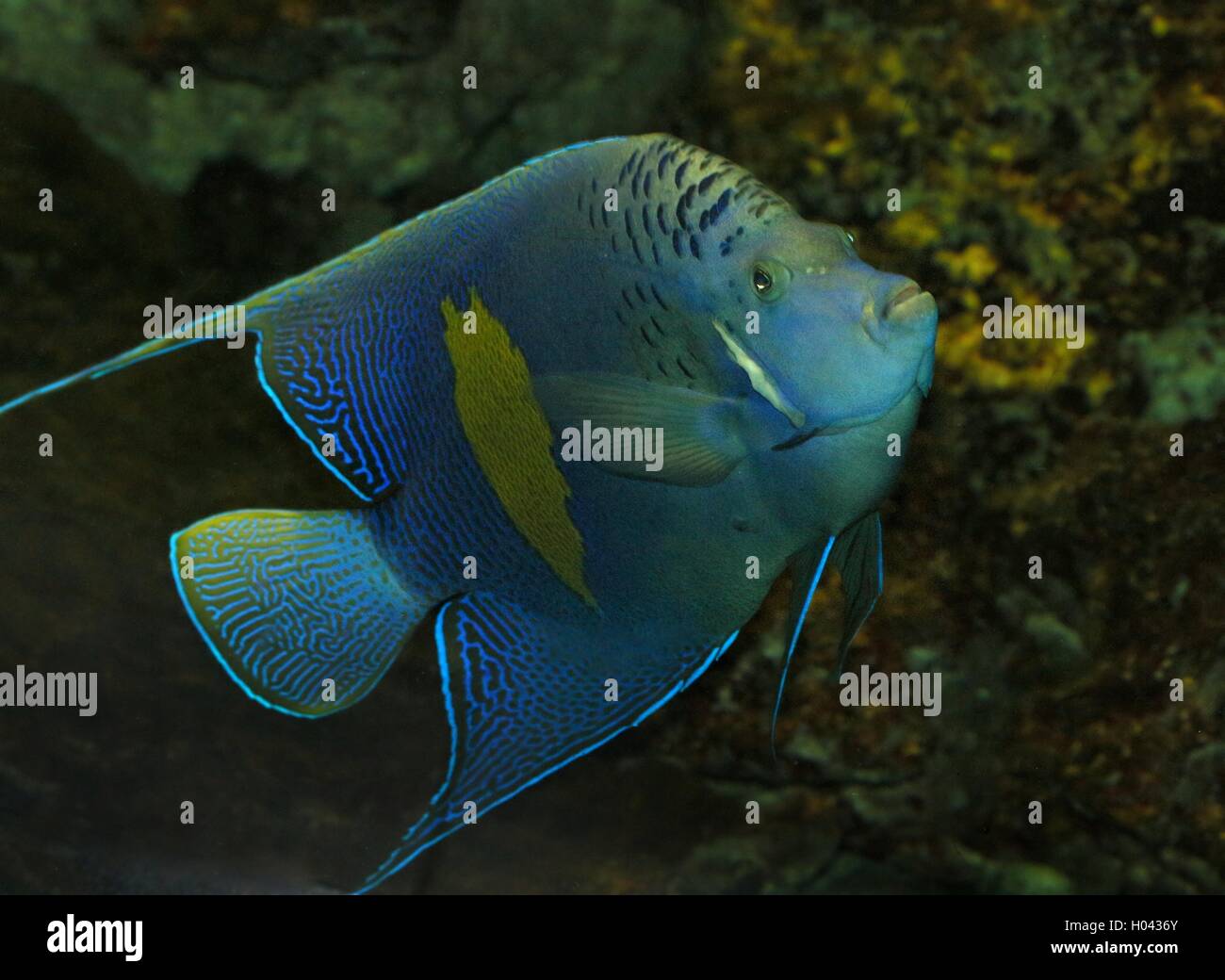 Halfmoon-Kaiserfisch (Pomacanthus Maculosus), auch Yellowband Kaiserfisch, ursprünglich aus dem Persischen Golf und den Indischen Ozean Stockfoto