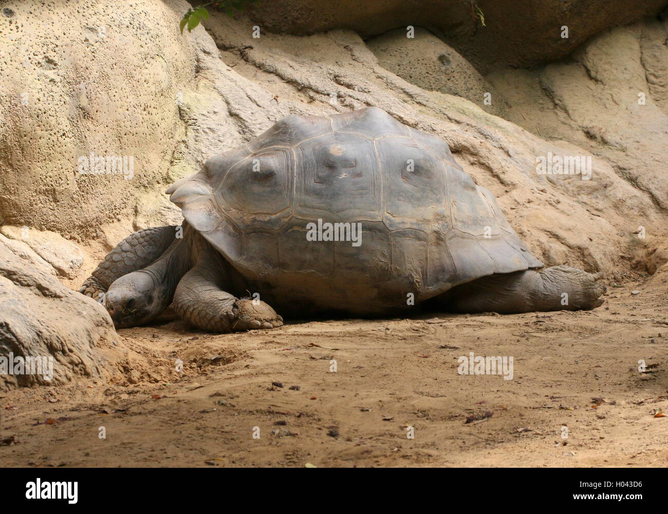 Galapagos Riesenschildkröte (Chelonoidis Nigra, Chelonoidis Niger, Chelonoidis Elephantopus, Geochelone Nigra) im Profil gesehen ruhen Stockfoto