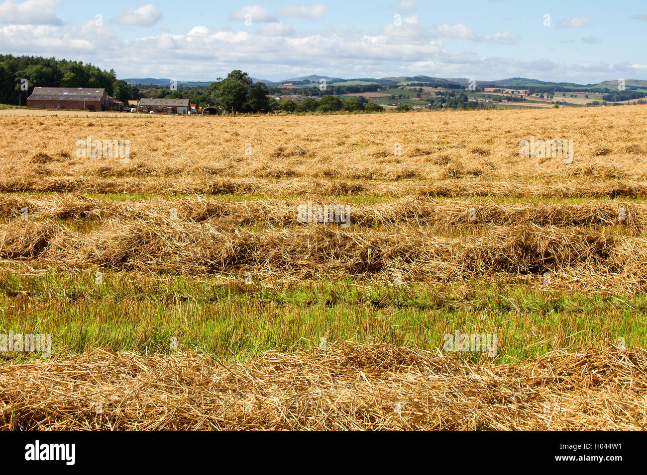 Abgeernteten Feldern und Ackerland über das Strathmore-Tal in ländlichen Dundee, Großbritannien Stockfoto