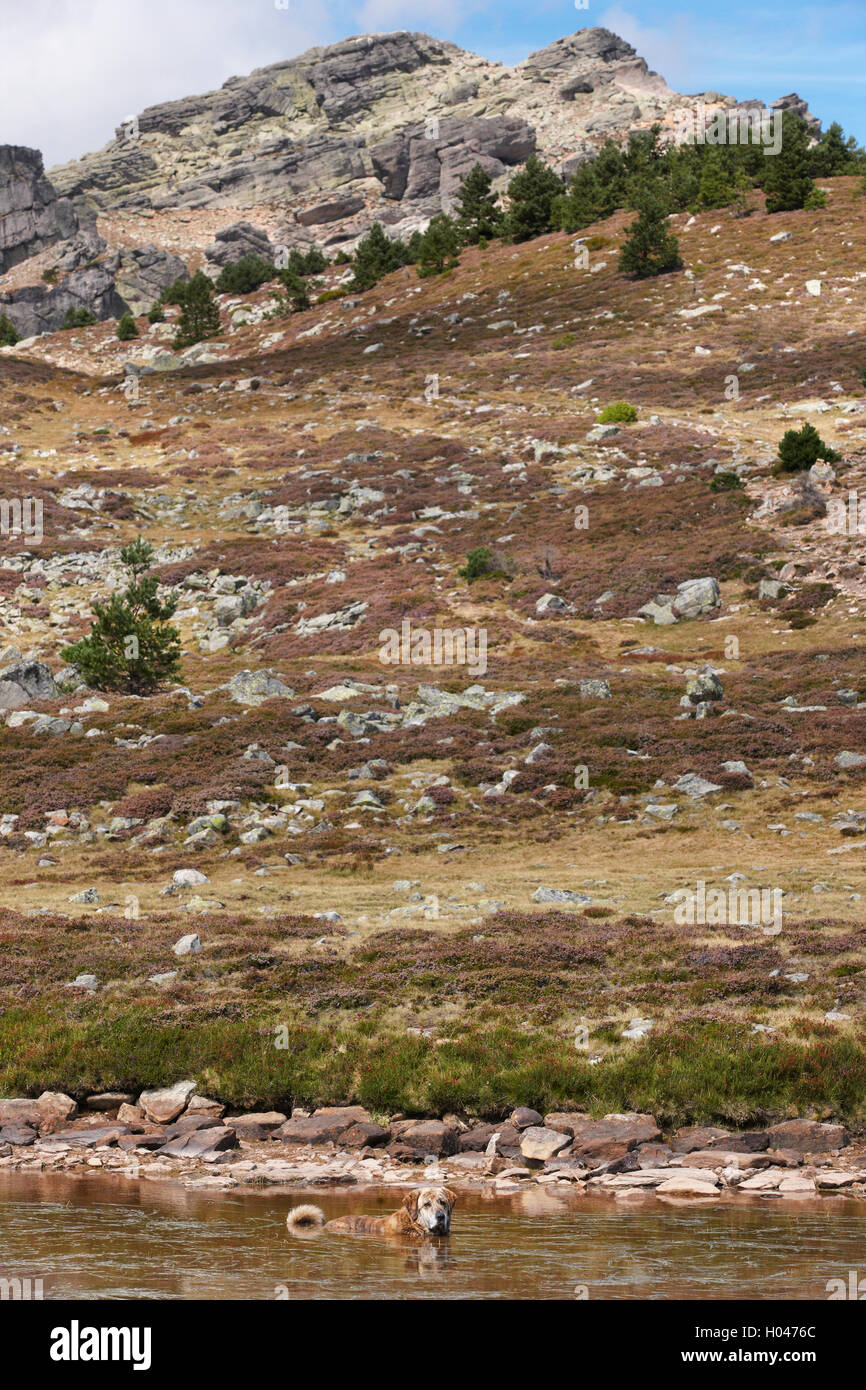 Landschaft mit spanischer Mastiffhund schwimmen in einem See. Soria, Spanien. Vertikal Stockfoto