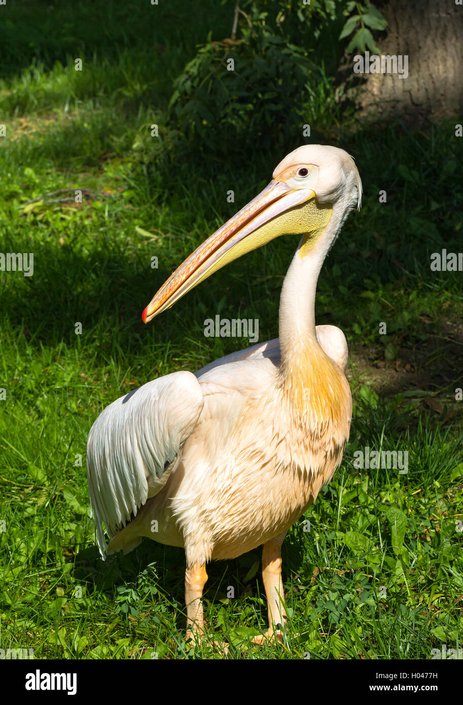 Weißer Pelikan stehen auf dem Rasen Stockfoto