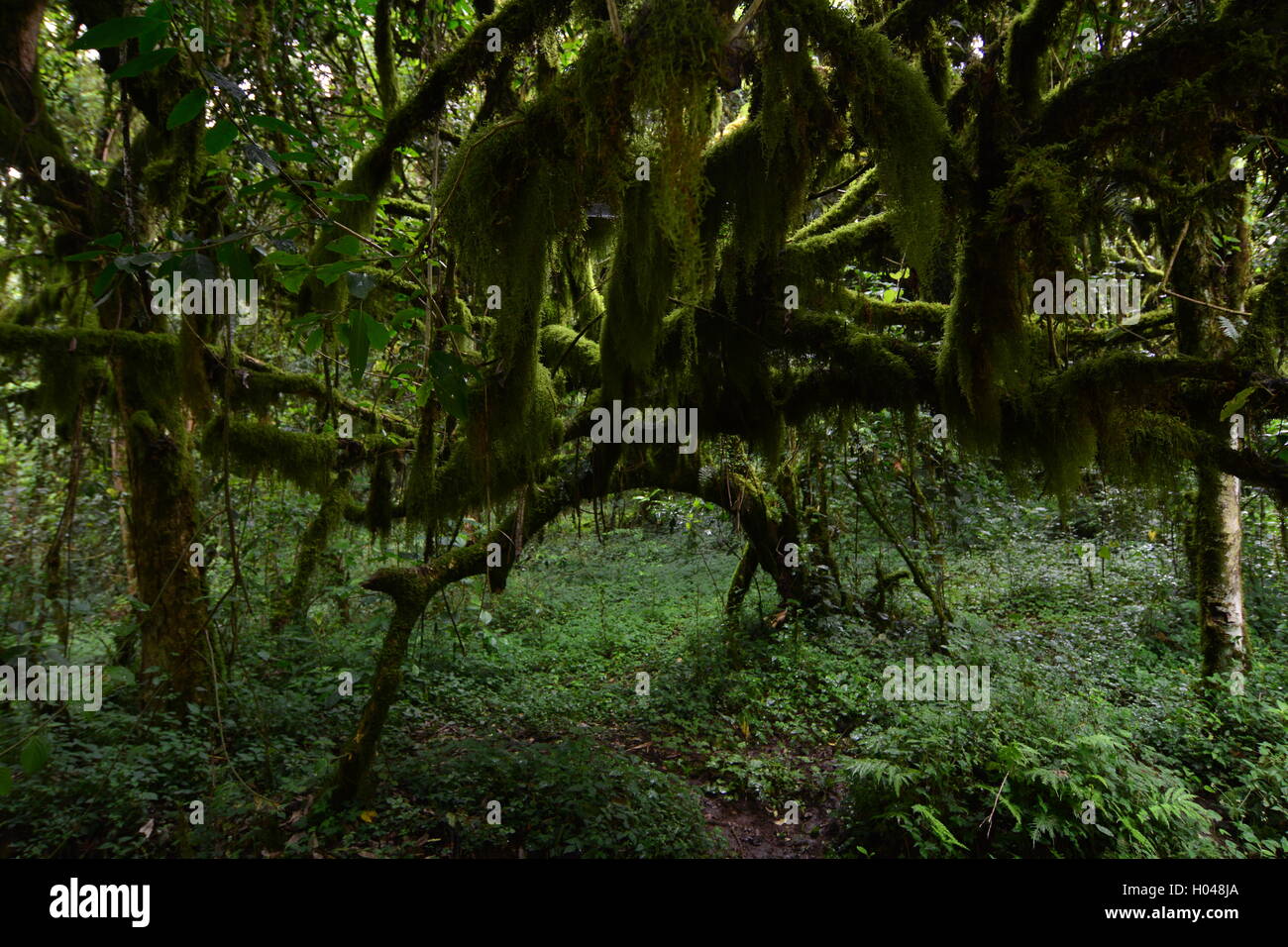 Epiphyten auf Bäumen in den Echuya Rainforest Stockfoto