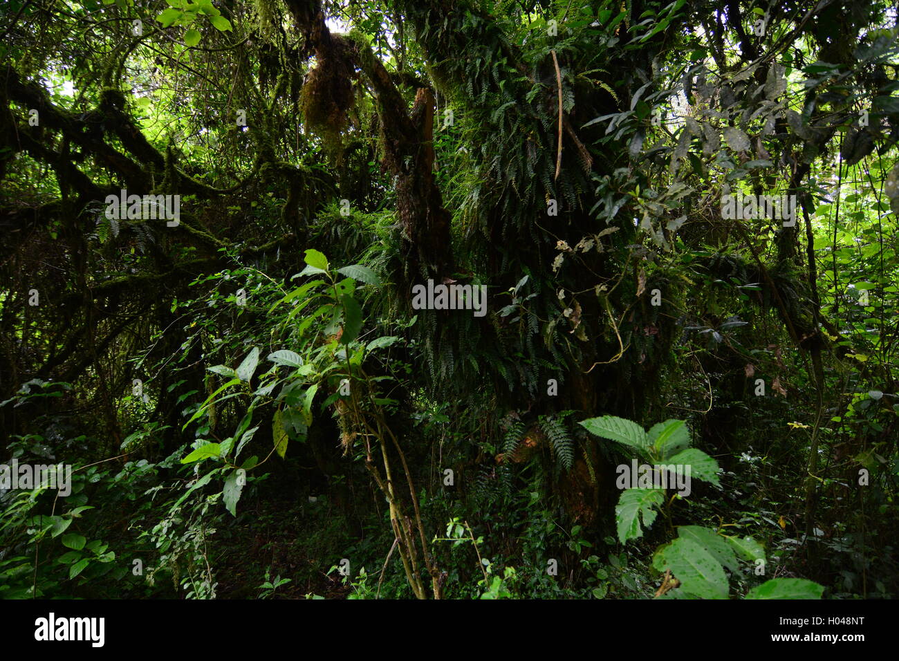 Epiphyten auf Bäumen in den Echuya Rainforest Stockfoto