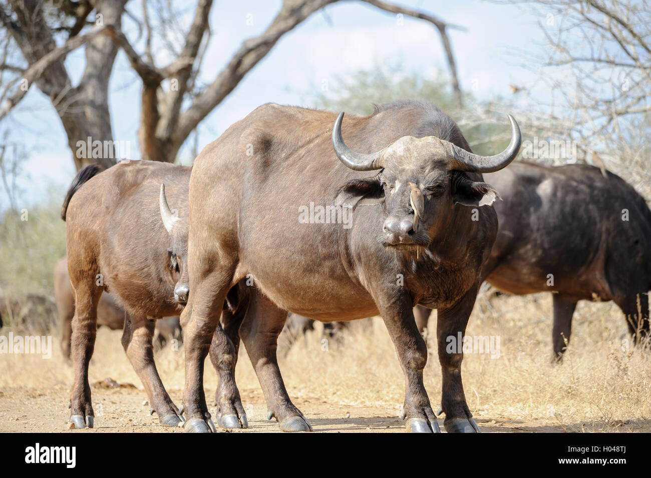 Ein afrikanischer Büffel, auch bekannt als Cape Buffalo, mit einem Tickbird auf dem Kopf im südafrikanischen Busch, symbiotische Beziehung in freier Wildbahn Stockfoto