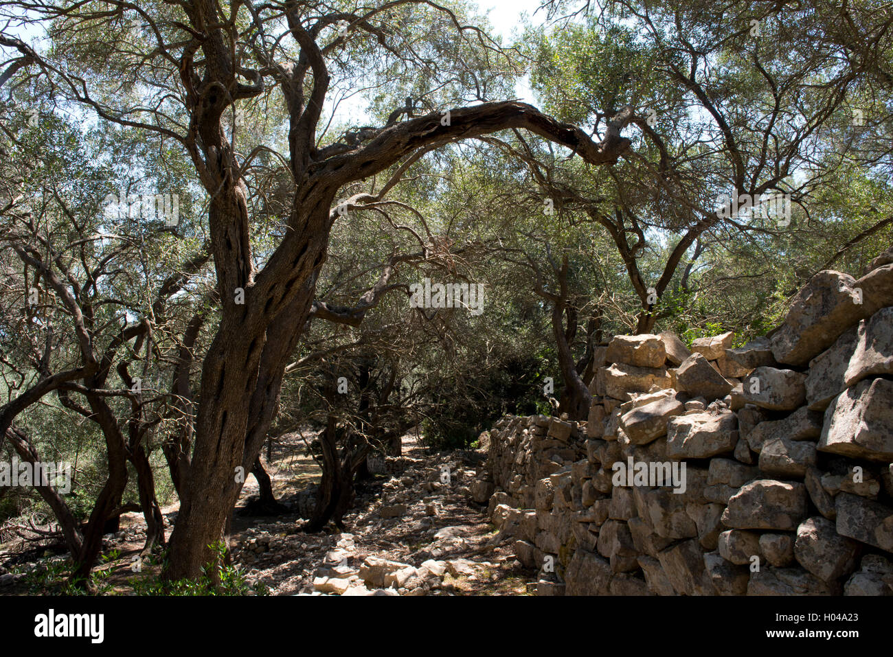 Ein Alter Esel-Trail durch einen Olivenhain auf der Insel Paxos, die Ionischen Inseln, die griechischen Inseln, Griechenland, Europa Stockfoto