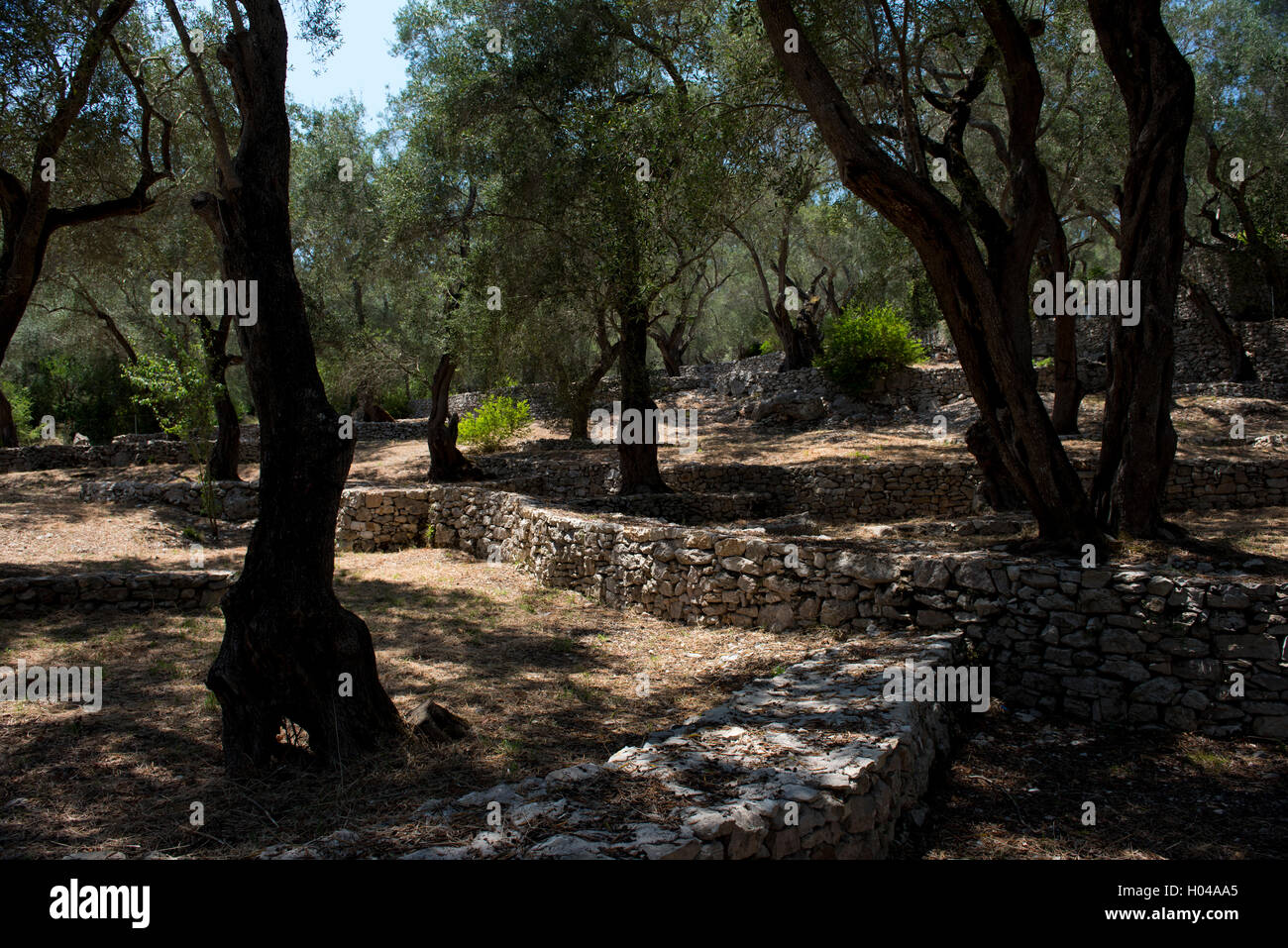 Stein-Terrassen in einem alten Olivenhain auf der Insel Paxos, die Ionischen Inseln, die griechischen Inseln, Griechenland, Europa Stockfoto