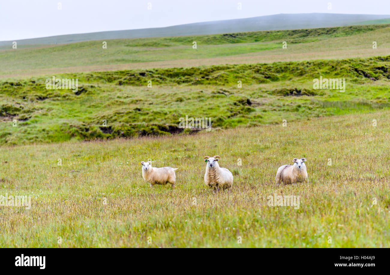 Schafe auf der Weide in Island Stockfoto