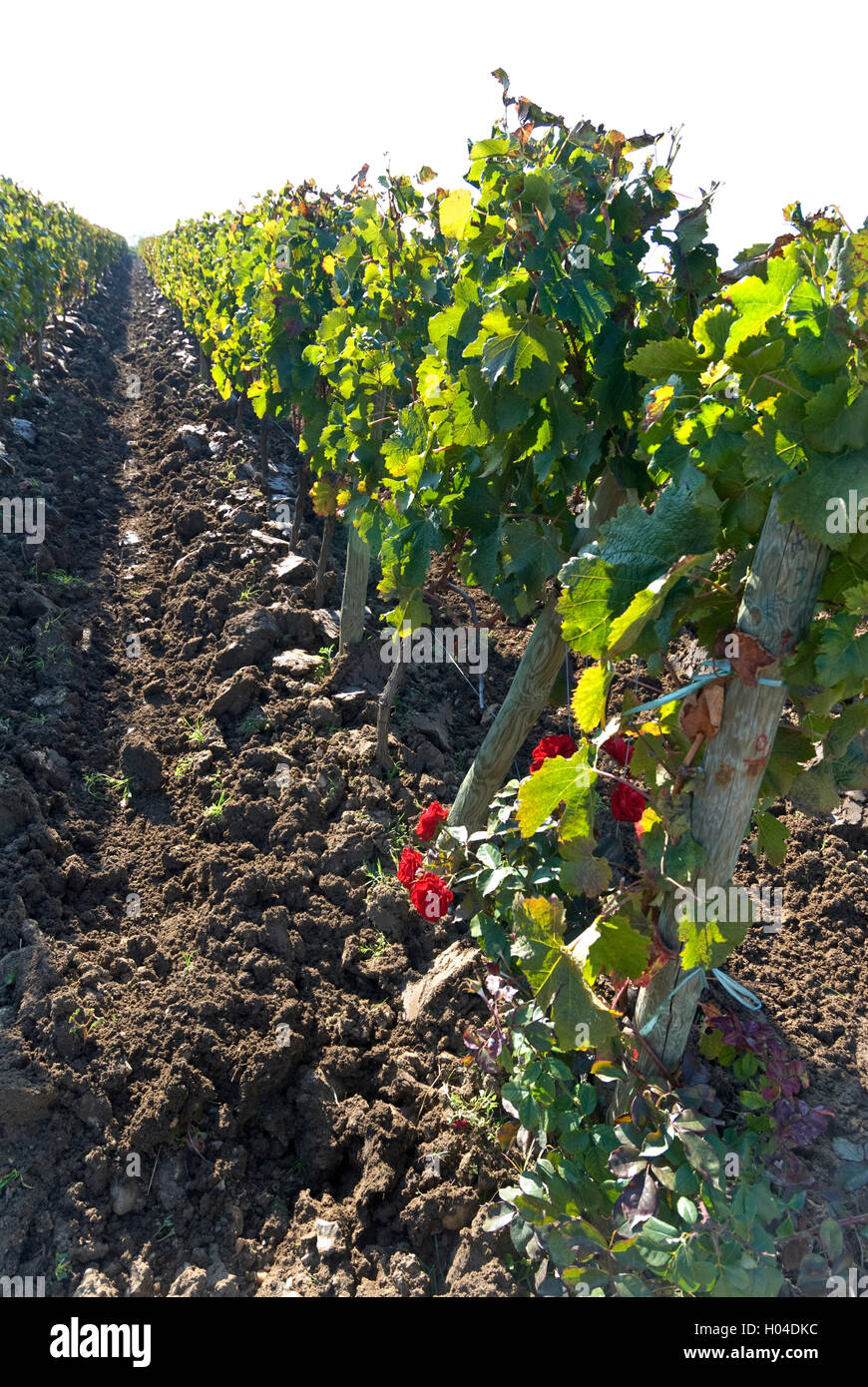 Nach der Ernte am Chateau Petrus Weinbau mit der Masse Erde weiterhin belüftet und wandte sich mit einem Traktor Pomerol Bordeaux Frankreich Stockfoto