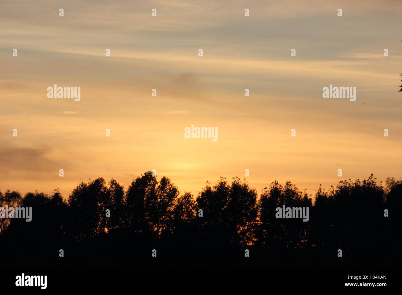Einen schönen Sonnenuntergang mit Schattenrissen von Bäumen auf der Unterseite Stockfoto